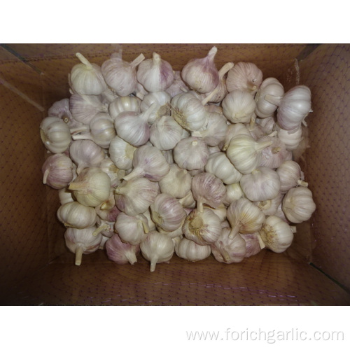 Fresh Normal White Garlic Best Price